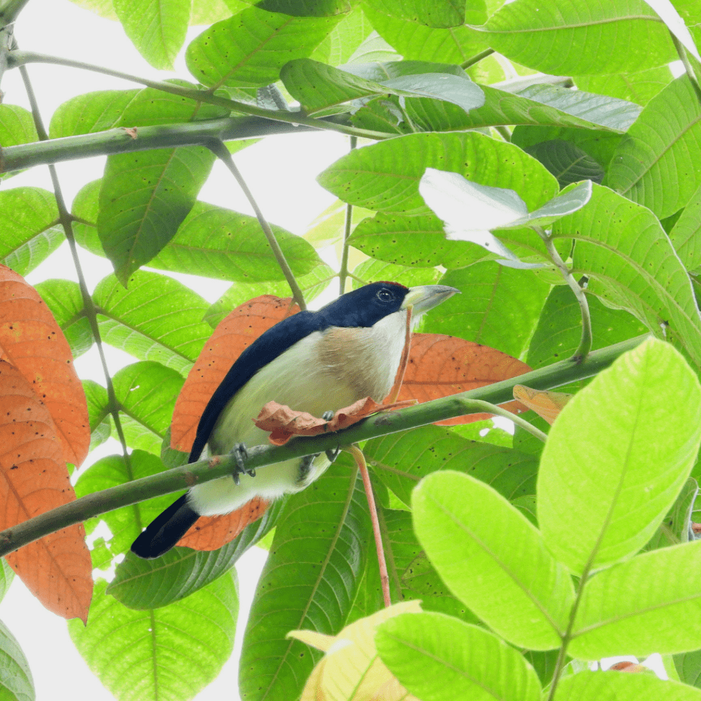 Fauna local Norcasia, Caldas.