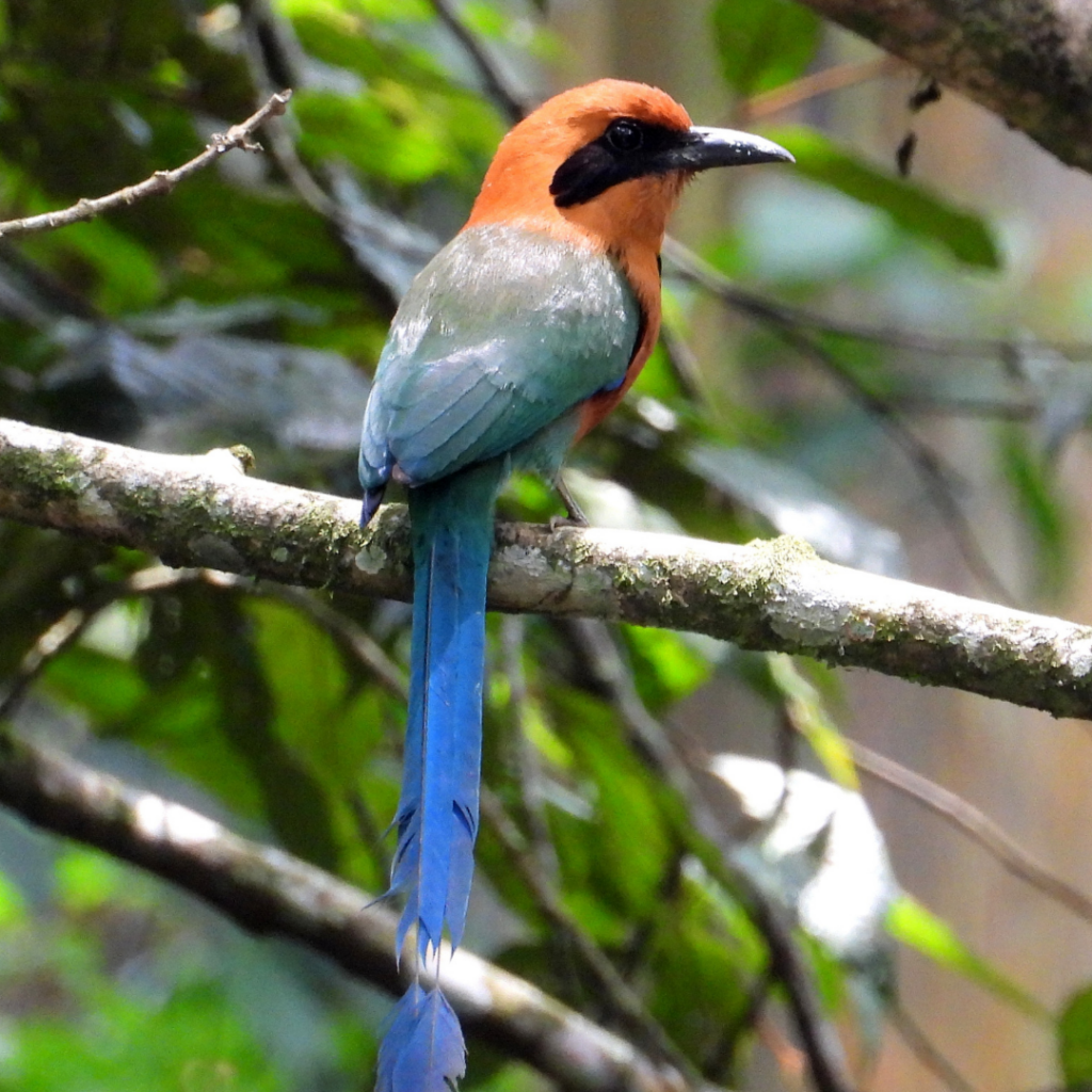 Aves de Norcasia, Caldas.