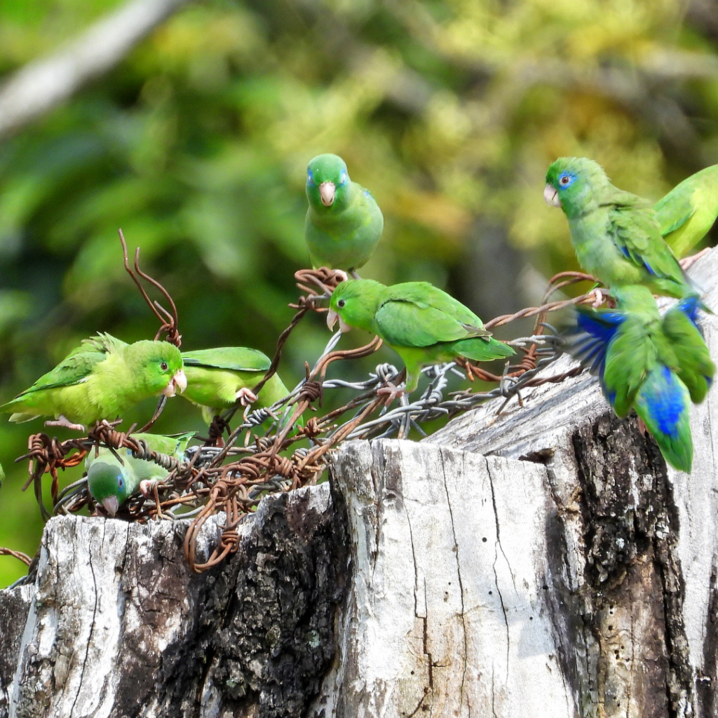 Fauna Norcasia