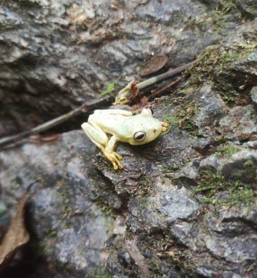 Rana platanera